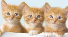 周公解梦 梦见猫,周公解梦梦见猫
