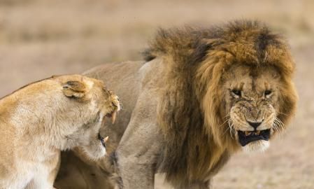 生气时一直骂狮子男 ,如果女孩生气时对狮子男说了滚蛋吧还把他删了他...