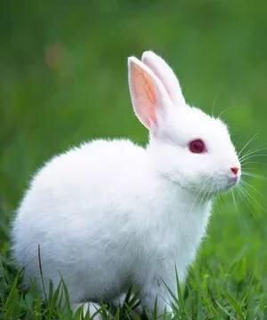 1963年10月8号的兔是什么命，63年出生是什么属性？图5