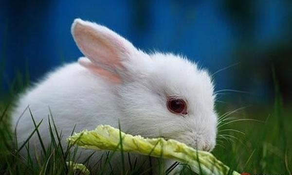 1963年10月8号的兔是什么命，63年出生是什么属性？图2