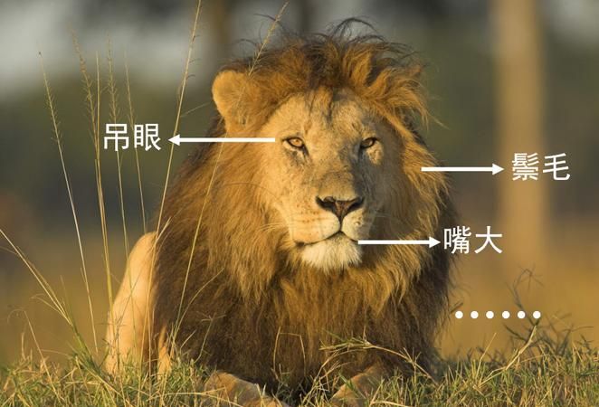 典型的狮子男特征 ,狮子座的男生有哪些特点